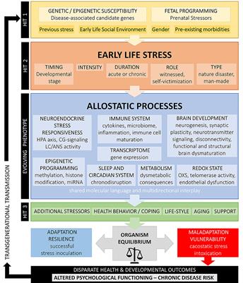 Developmental Trajectories of Early Life Stress and Trauma: A Narrative Review on Neurobiological Aspects Beyond Stress System Dysregulation